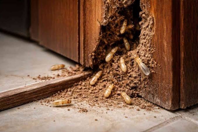 termites-best-treatment-liquid-bait-and-fumigation-1